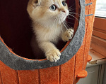Кошки в Москве: Шотландские вислоухие котята Scottish Fold Мальчик, 35 000 руб. - фото 2