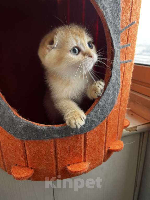 Кошки в Москве: Шотландские вислоухие котята Scottish Fold Мальчик, 35 000 руб. - фото 2