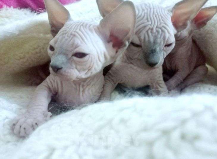 Кошки в Москве: Котята породы Канадский сфинкс Мальчик, 30 000 руб. - фото 5