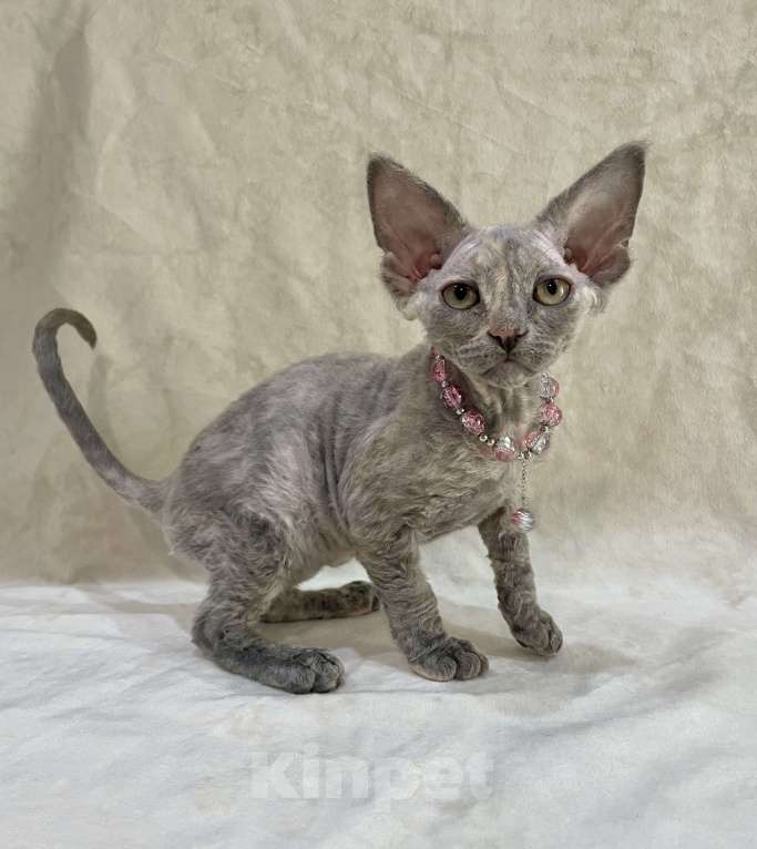 Кошки в Москве: Котенок Девон Рекс голубая крем черепаха Девочка, 120 000 руб. - фото 4