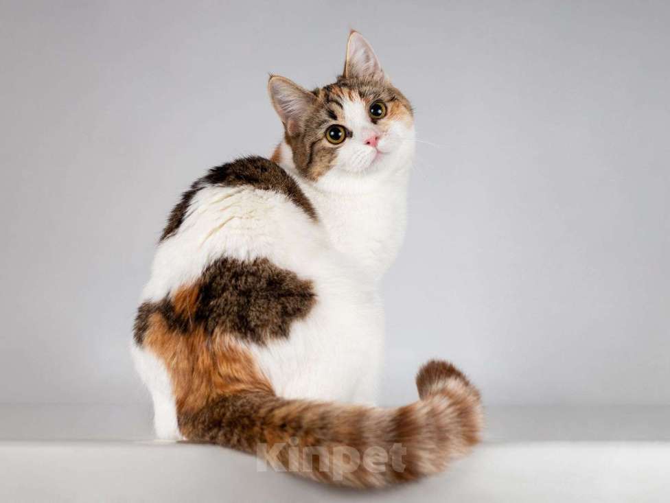 Кошки в Москве: Юная ласковая трехцветная кошечка Ника Девочка, Бесплатно - фото 1