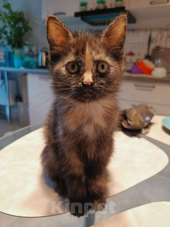 Кошки в Москве: Отдам в добрые руки Девочка, Бесплатно - фото 2