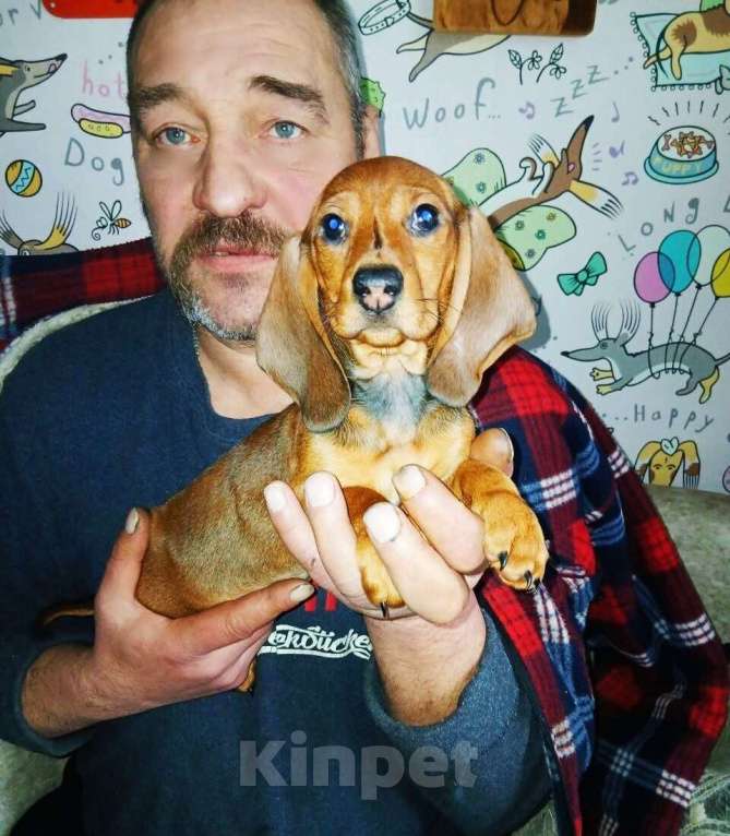 Собаки в Подольске: Таксодевочка стандартеая Девочка, 40 000 руб. - фото 3