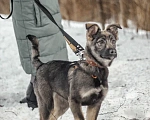 Собаки в Сергиеве Посаде: Ноэль ищет семью  Девочка, Бесплатно - фото 3