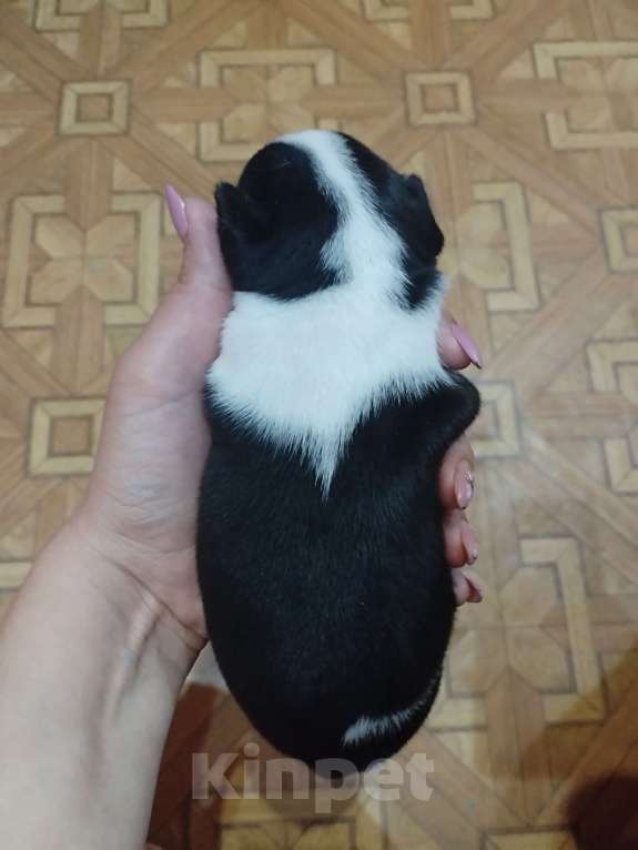 Собаки в Астрахани: Французский бульдог щенок Девочка, 20 000 руб. - фото 2