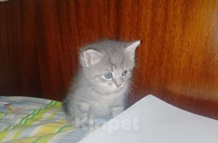 Кошки в Приозерске: ЛУна Девочка, Бесплатно - фото 1