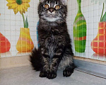Кошки в Волгодонске: Мейн кун малыши, 10 000 руб. - фото 1