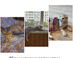 Кошки в Белом: Котята шотландская порода, 8 000 руб. - фото 8