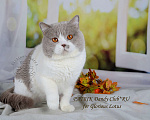 Кошки в Санкт-Петербурге: Ласковый контактный котик окраса лиловый биколор, 10 000 руб. - фото 6