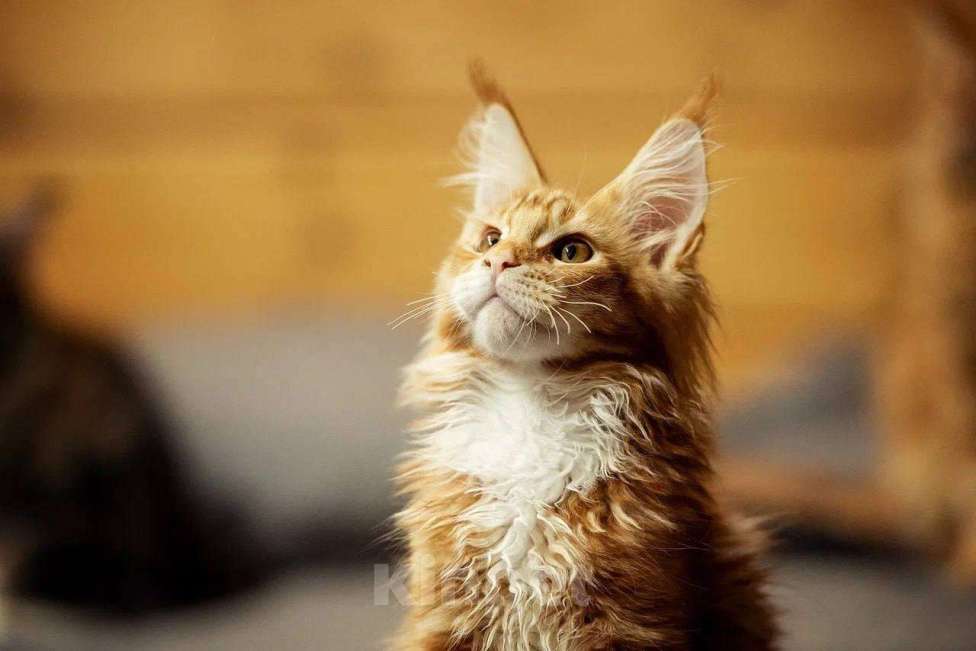 Кошки в Москве: Мейн-кун котята красные Мальчик, 80 000 руб. - фото 2