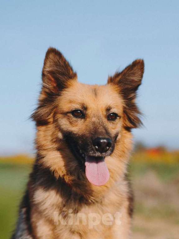 Собаки в Воронеже: Домашняя миниатюрная собачка Леди, идеальный компаньон ищет дом Девочка, 10 руб. - фото 3