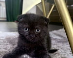 Кошки в Батайске: Шикарная Багира 😻 Девочка, Бесплатно - фото 2