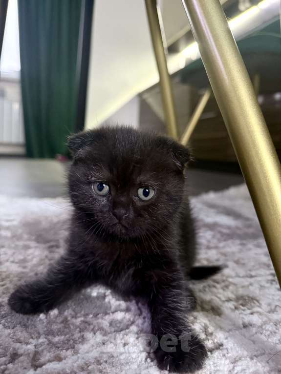 Кошки в Батайске: Шикарная Багира 😻 Девочка, Бесплатно - фото 2