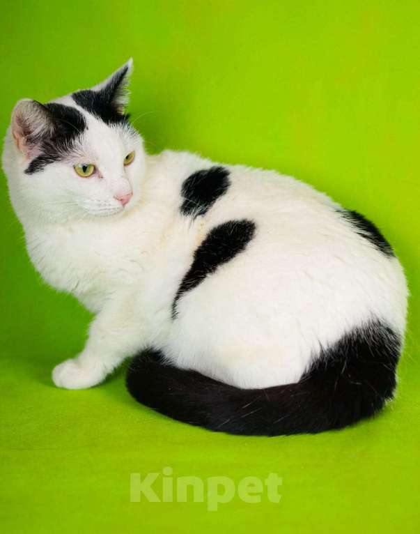 Кошки в Москве: Афина (Афи) 1,5г белая кошечка  с чёрными пятнами и зелёными глазками Девочка, 478 руб. - фото 1