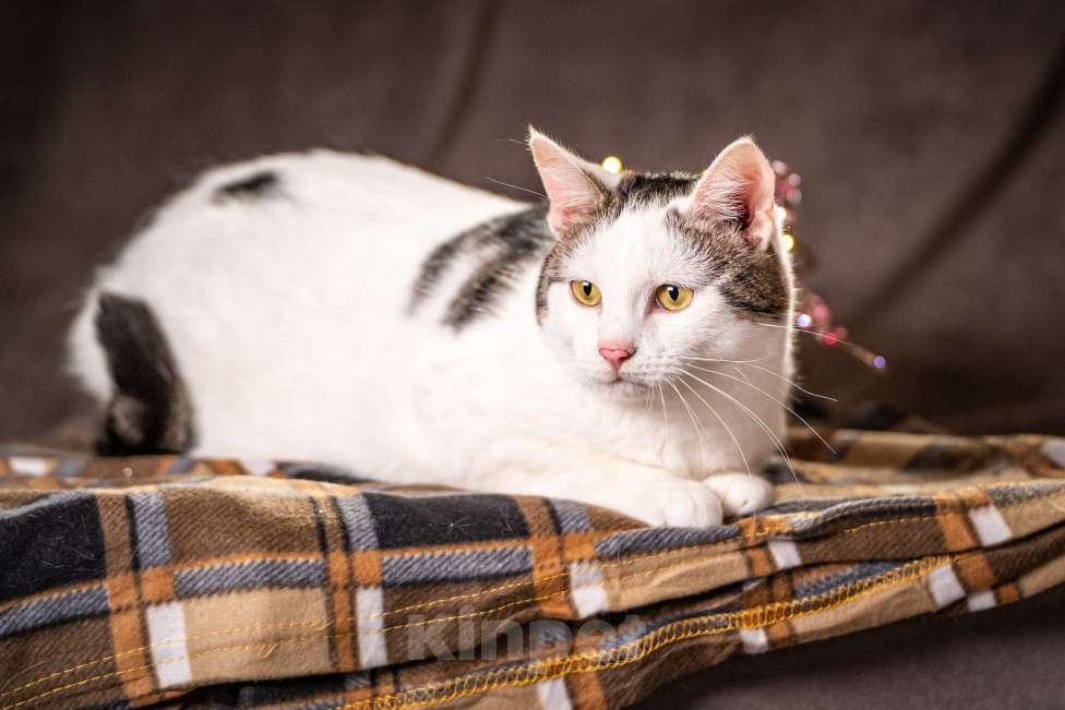 Кошки в Клине: Жорж — большой добряк Мальчик, Бесплатно - фото 3