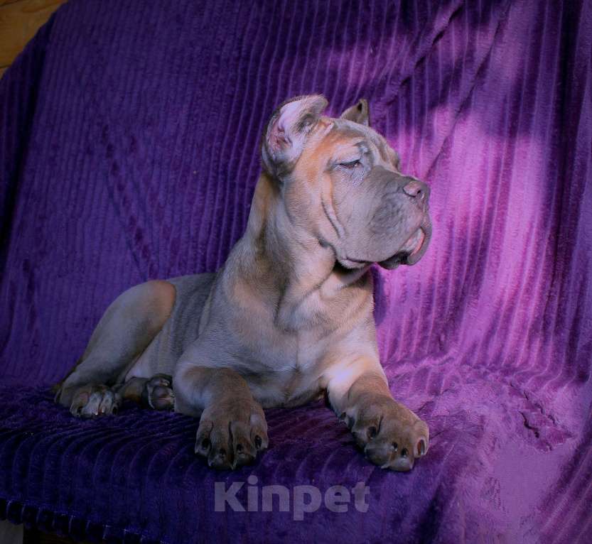 Собаки в Череповце: Девочки кане корсо Девочка, 60 000 руб. - фото 9