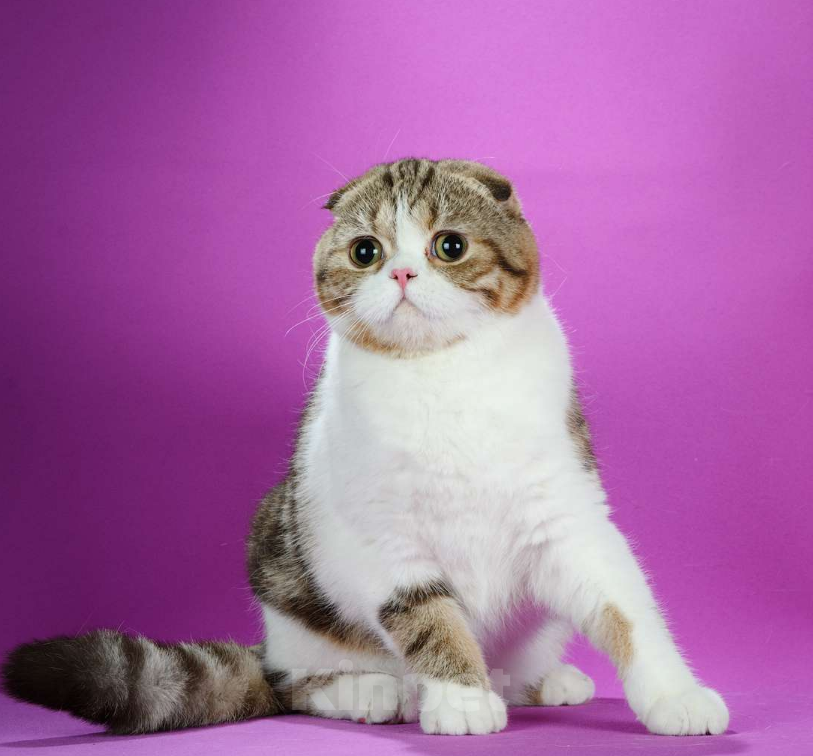 Кошки в Москве: Шотландская вислоухая кошка для любви Девочка, 7 000 руб. - фото 4