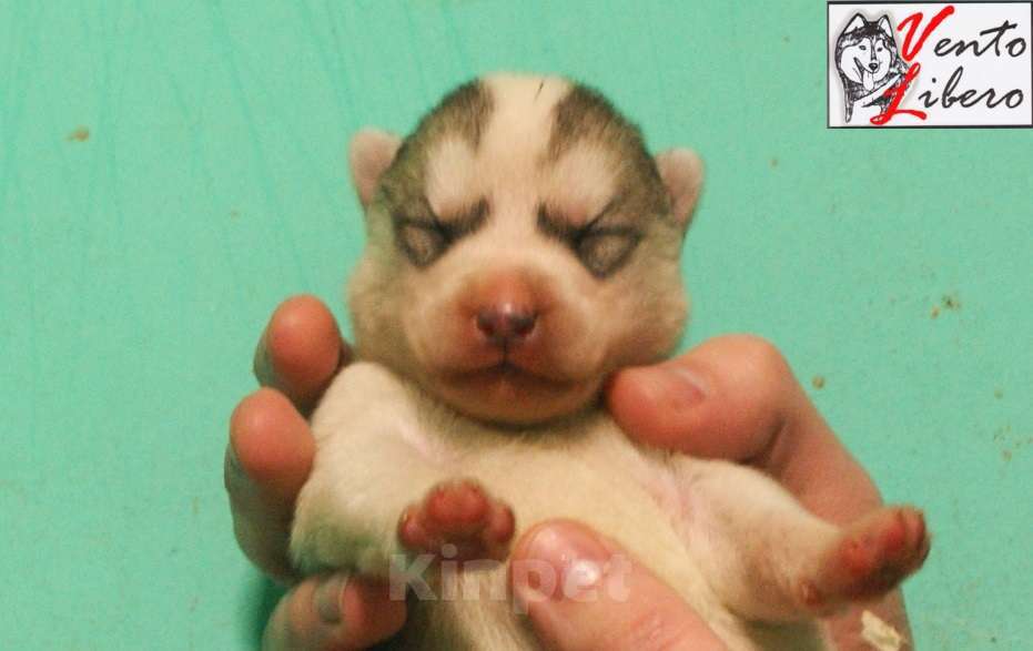 Собаки в других городах Московской области: сибирский хаски Мальчик, 80 000 руб. - фото 2