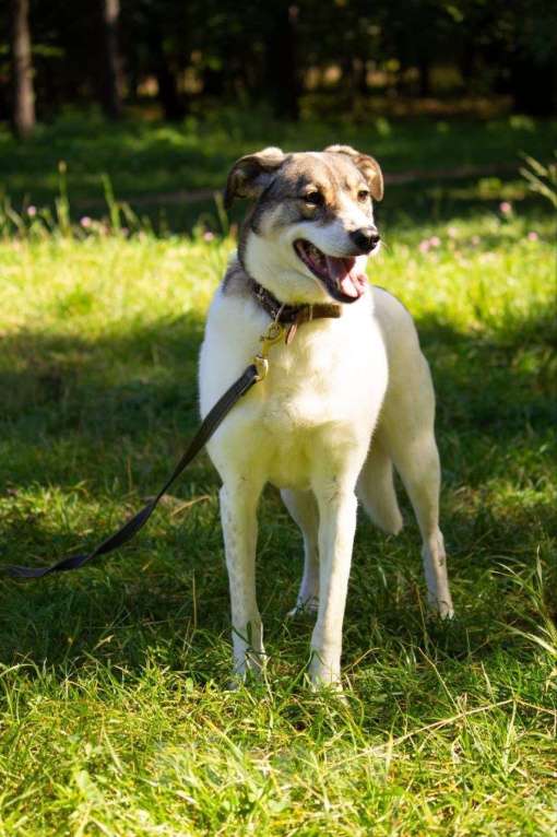 Собаки в Москве: Анита Девочка, Бесплатно - фото 4