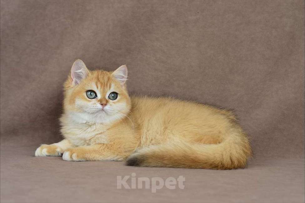 Кошки в Тамбове: Британский золотой кот  Мальчик, 150 000 руб. - фото 1