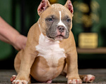 Собаки в других городах Воронежской области: Предлагается щенок Американский Булли Мальчик, 150 000 руб. - фото 2