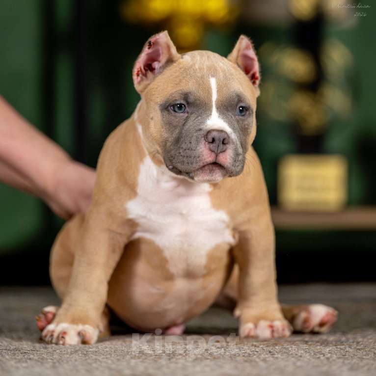 Собаки в других городах Воронежской области: Предлагается щенок Американский Булли Мальчик, 150 000 руб. - фото 2