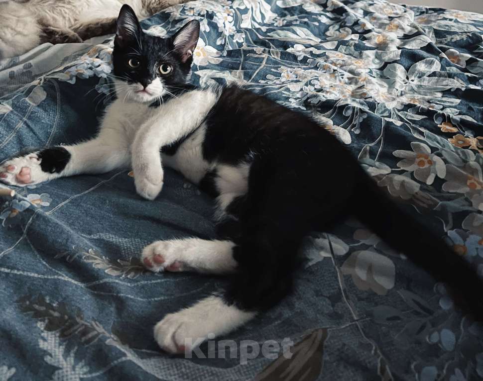 Кошки в Москве: Котенок 4 месяца Мальчик, 1 руб. - фото 1