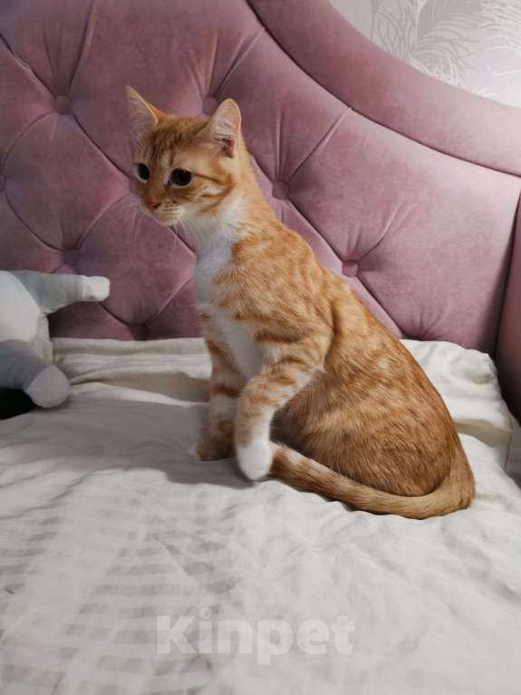 Кошки в Москве: Молоденькая рыжая Злата ищет дом! Девочка, Бесплатно - фото 3