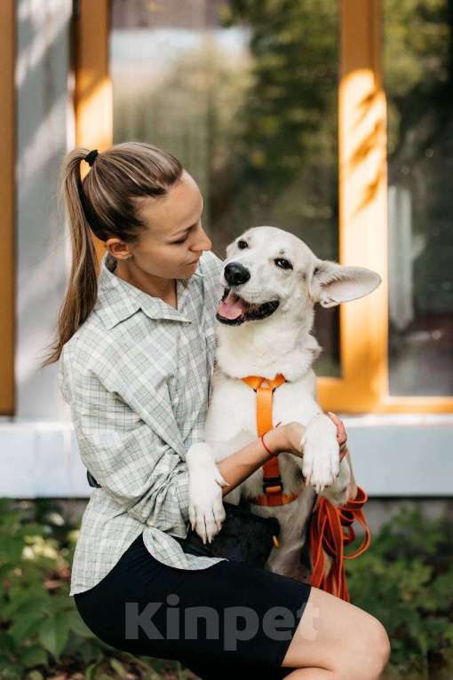 Собаки в Москве: Марко - мальчик, который смог 🧙 Мальчик, Бесплатно - фото 10