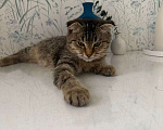 Кошки в Москве: Очаровательный Валли ищет семью  Мальчик, Бесплатно - фото 7