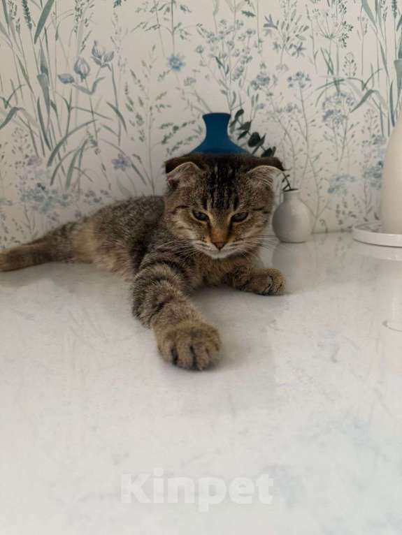 Кошки в Москве: Очаровательный Валли ищет семью  Мальчик, Бесплатно - фото 7