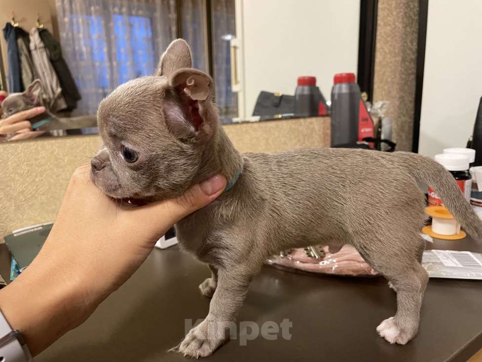 Собаки в Ижевске: Slon Мальчик, 65 000 руб. - фото 5