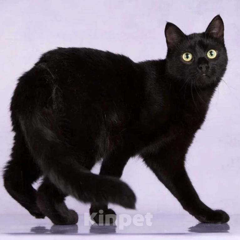 Кошки в Москве: Васю выкинули хозяева Мальчик, Бесплатно - фото 4