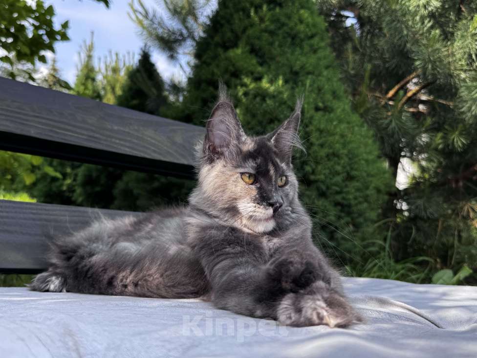 Кошки в Москве: Девочка Мейн Кун Veyron Origami Девочка, 150 000 руб. - фото 4