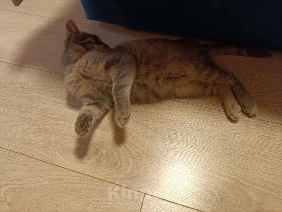 Кошки в других городах Московской области: В добрые руки — маленький котёнок ищет дом! (Очень ласковый) Мальчик, Бесплатно - фото 4