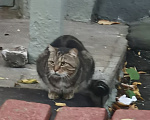 Кошки в Москве: Найден кот Мальчик, Бесплатно - фото 3
