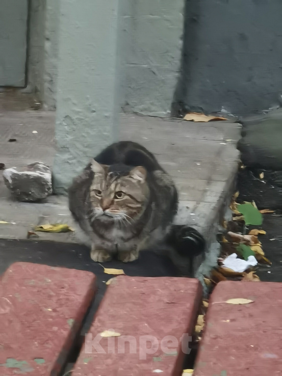 Кошки в Москве: Найден кот Мальчик, Бесплатно - фото 3