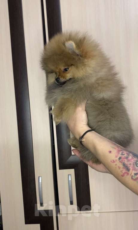 Собаки в Новосибирске: померанские   шпицы Мальчик, 35 000 руб. - фото 2