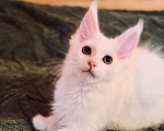 Кошки в Москве: Мейнкун белый полидакт Мальчик, 50 000 руб. - фото 9