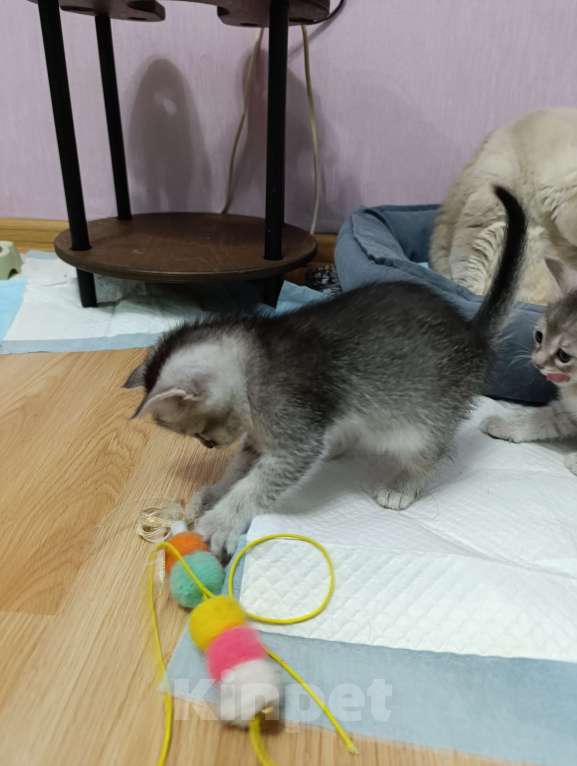 Кошки в Москве: Продаются котятки Девочка, Бесплатно - фото 2