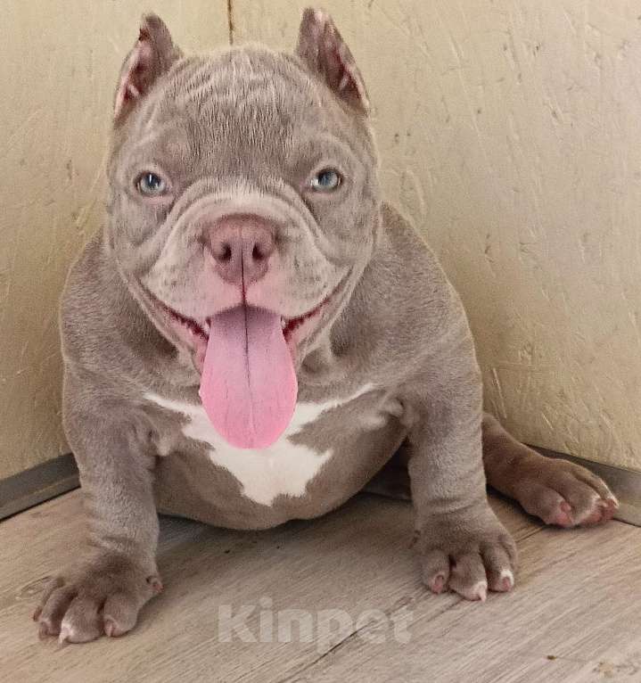 Собаки в Москве: Красотка Американский Булли Девочка, 210 000 руб. - фото 4