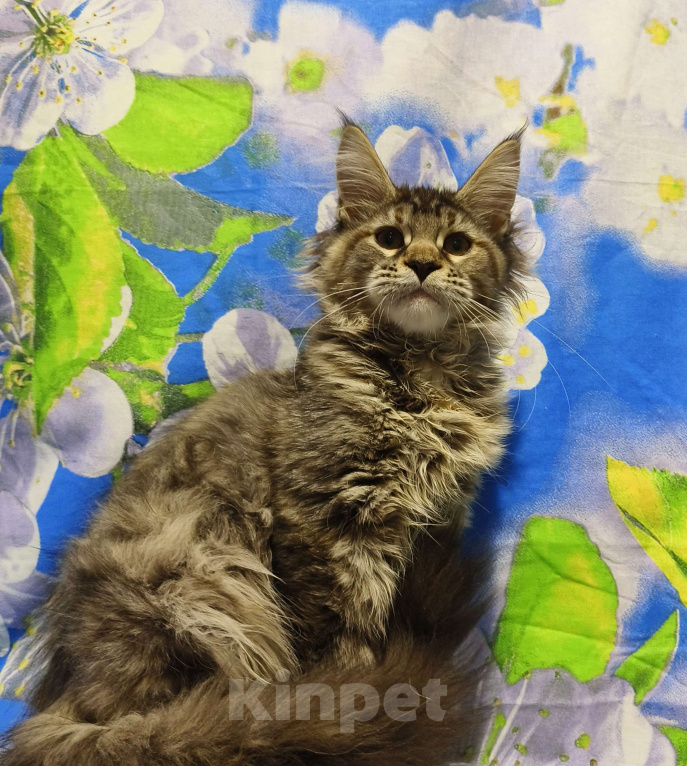 Кошки в Москве: Котёнок Мейн-Кун Полидакт. Девочка Девочка, 100 000 руб. - фото 4