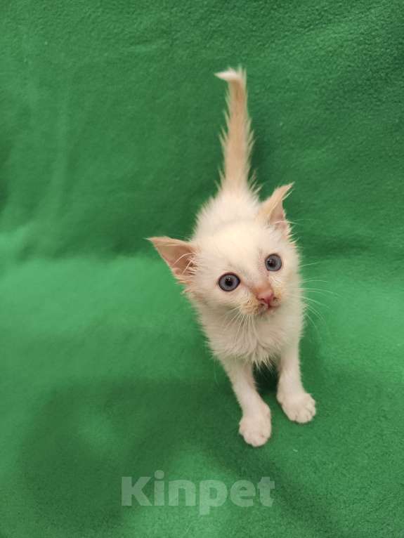 Кошки в Москве: Самый любопытный нос. Котенок Лапочкин  Мальчик, Бесплатно - фото 4