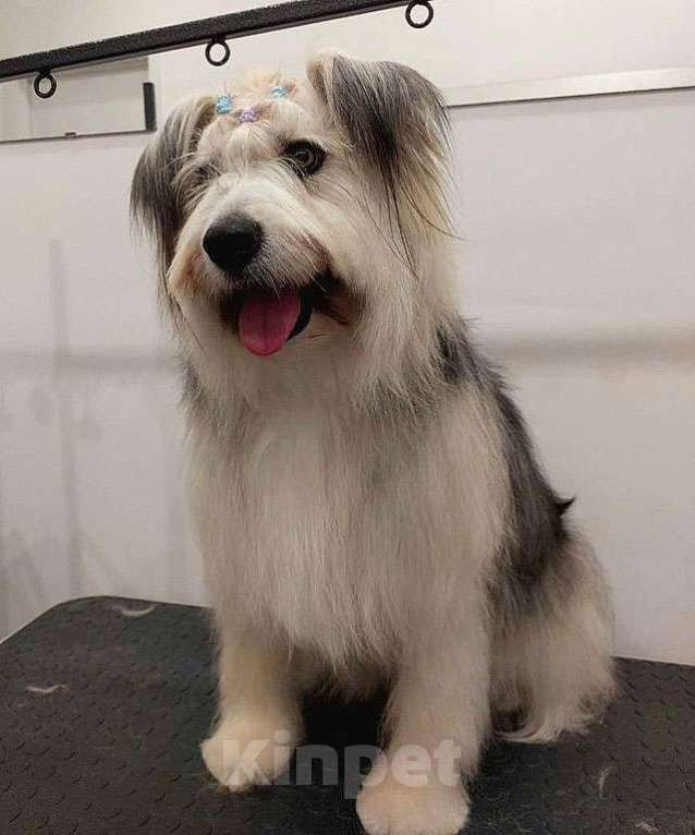 Собаки в Москве: Молодая некрупная собачка Груша ищет дом  Девочка, 10 руб. - фото 7