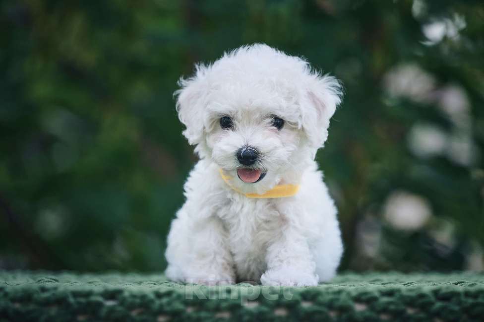 Собаки в Видном: Щенок Бишон фризе Мальчик, 50 000 руб. - фото 2