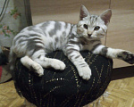 Кошки в Белогорске: Котик ищет подругу, 1 руб. - фото 5
