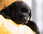 Собаки в Москве: Щенок лабрадора,девочка мальчик чёрный РКФ Мальчик, 50 000 руб. - фото 7