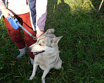 Собаки в Бронницах: Хаски ищет хозяина Девочка, Бесплатно - фото 3