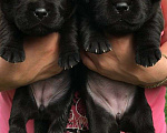 Собаки в Москве: Щенки Лабрадора черные, с шикарной родословной Девочка, 80 000 руб. - фото 3