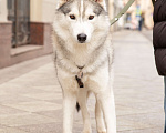 Собаки в Москве: Хаски в добрые руки  Мальчик, Бесплатно - фото 4